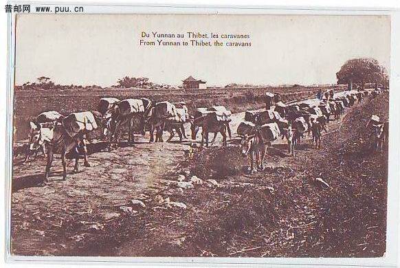 清中国从云南到西藏骡马商队明信片.jpg