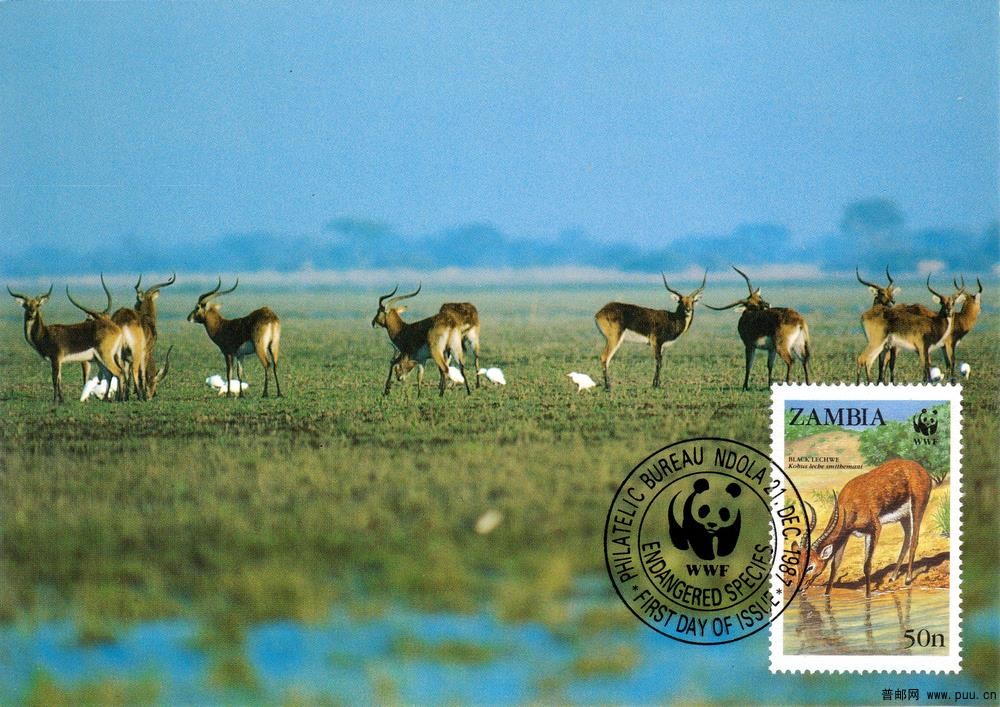 赞比亚19871221驴羚4-1.jpg