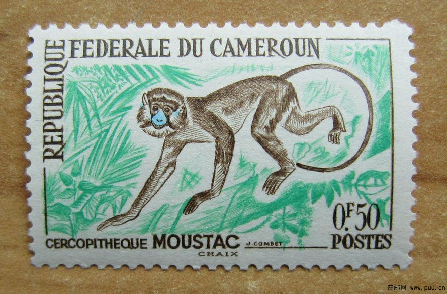 喀麦隆 贾河动物保护区【长尾猴】.jpg