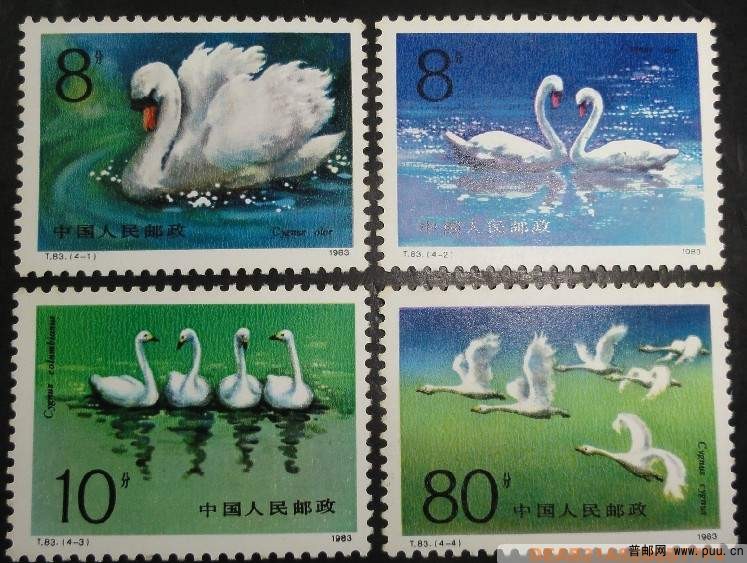 T83 天鹅 原胶全品40元.jpg