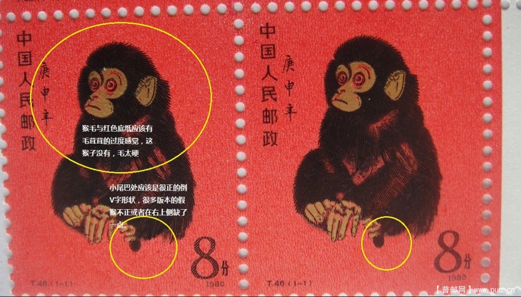 答案猴子鉴别2.jpg