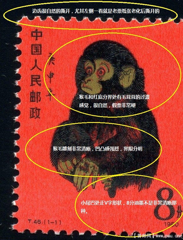 答案猴子鉴别8.jpg
