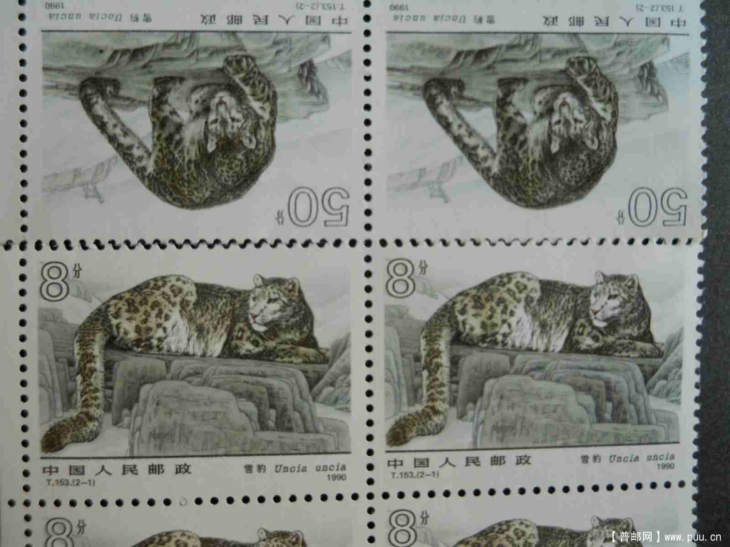 雪豹粗齿 041.jpg