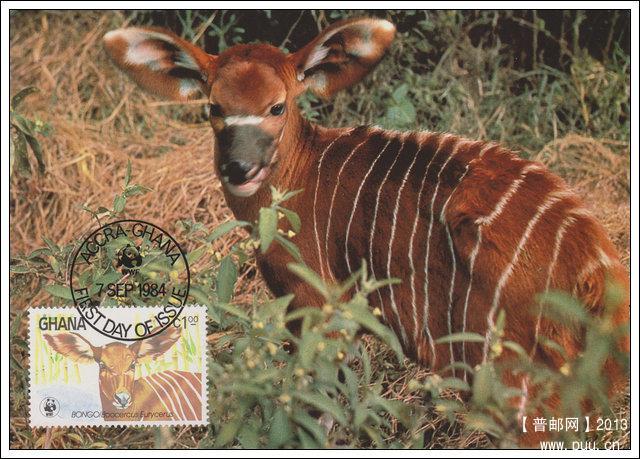 加纳19840907肯尼亚林羚4-1雄羚X.jpg