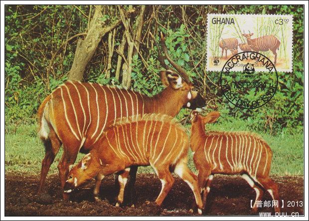 加纳19840907肯尼亚林羚4-3携子X.jpg