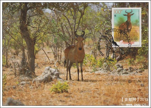 莫桑比克19910327利氏麋羚4-2雌羚X.jpg