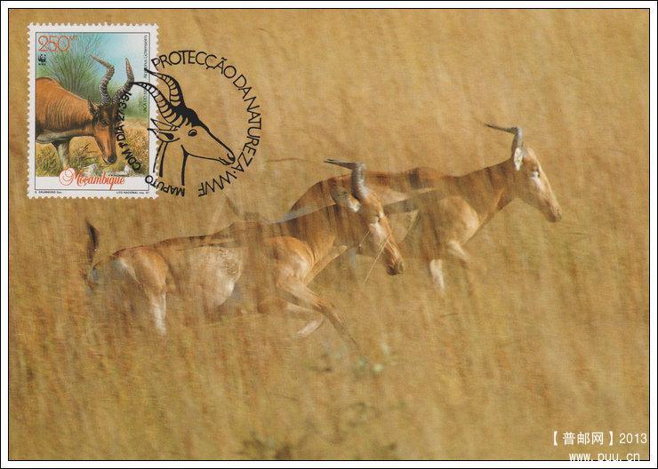 莫桑比克19910327利氏麋羚4-3雄羚X.jpg