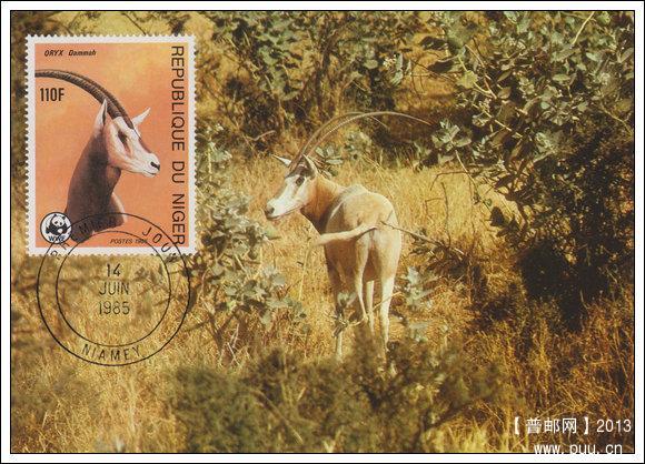 尼日尔19850614沙漠羚羊4-4弯角大羚羊X.jpg