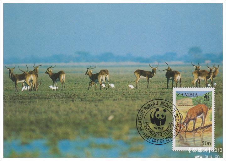 赞比亚19871221驴羚4-1X.jpg