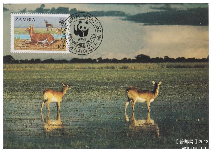 赞比亚19871221驴羚4-2X.jpg
