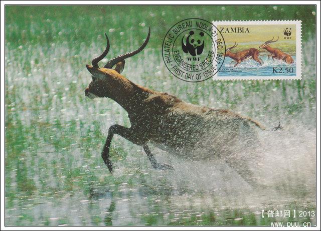 赞比亚19871221驴羚4-3X.jpg