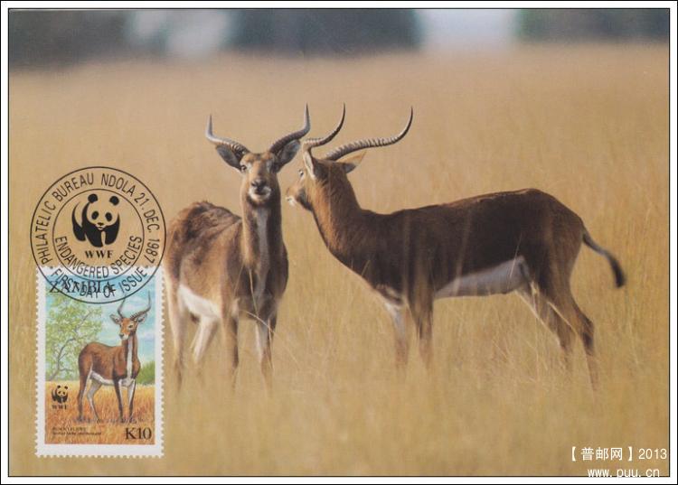 赞比亚19871221驴羚4-4X.jpg