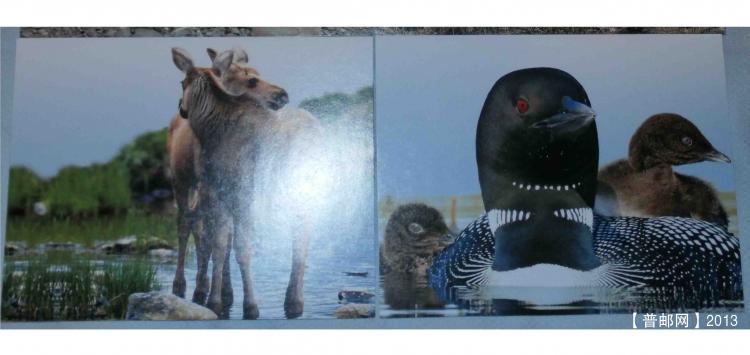 动物宝宝（幼小动物）邮资封7-8.jpg