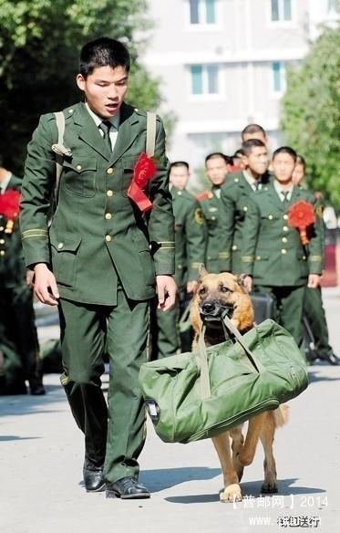 军犬.jpg