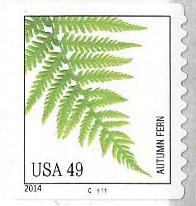 Fern_serialN.jpg