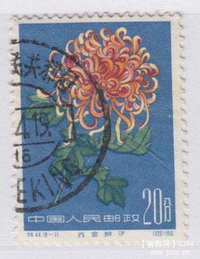 菊花20.jpg