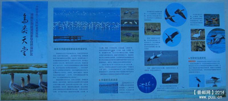东洞庭湖自然保护区-鸟类天堂_副本.jpg