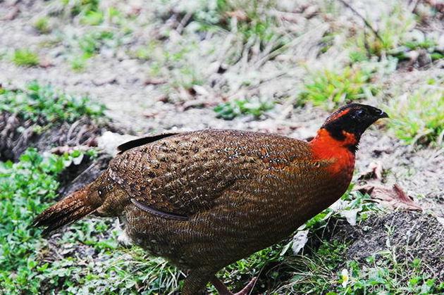 红胸角雉.jpg