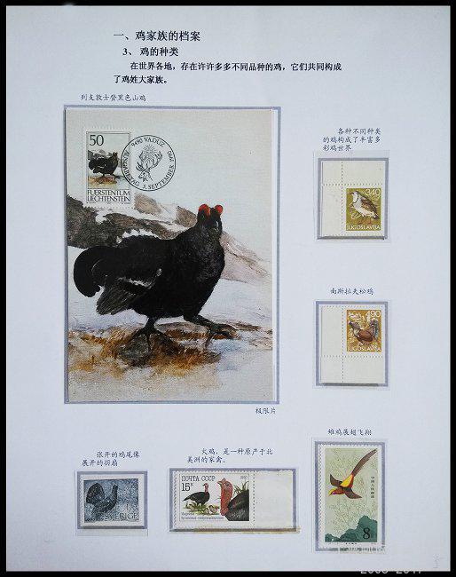 x《鸡》专题邮集 05.jpg