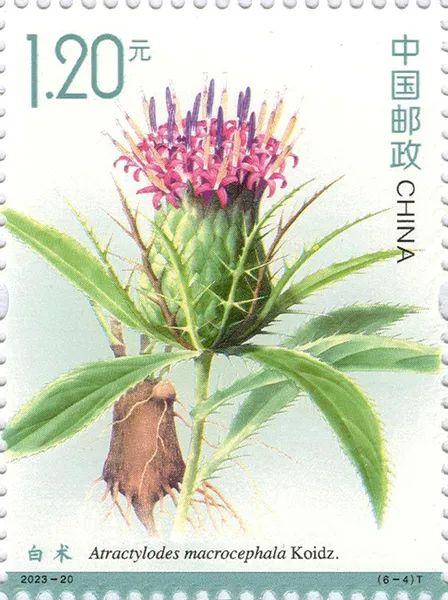 2023-20《药用植物（三）》6一4.jpg