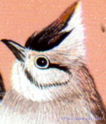 真.水汪汪的小眼睛