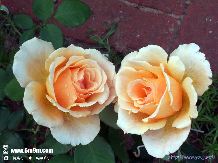 网上下载的月季花