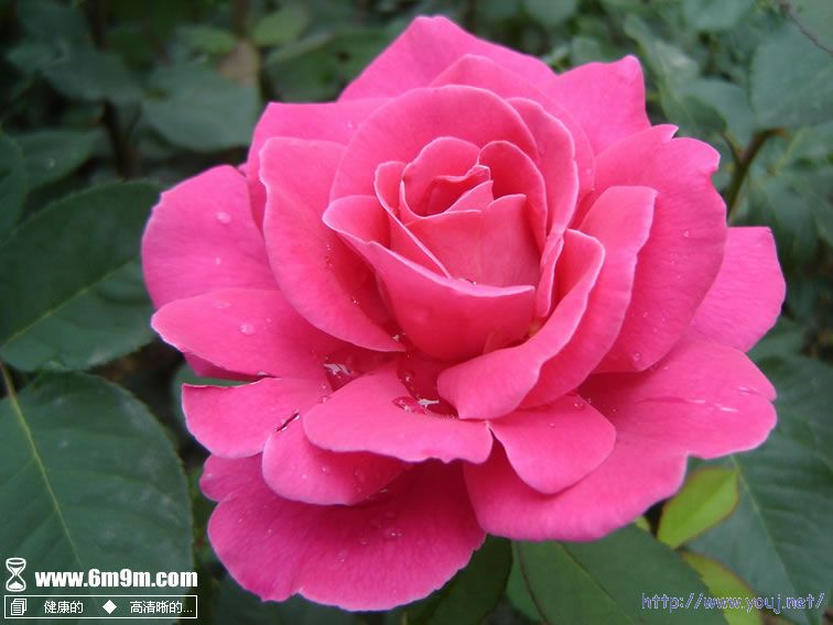 网上下载的月季花