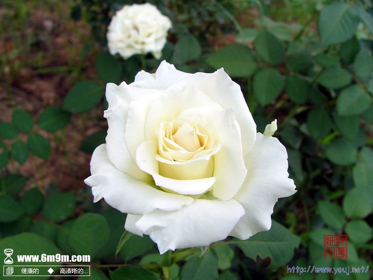 网上下载的月季花