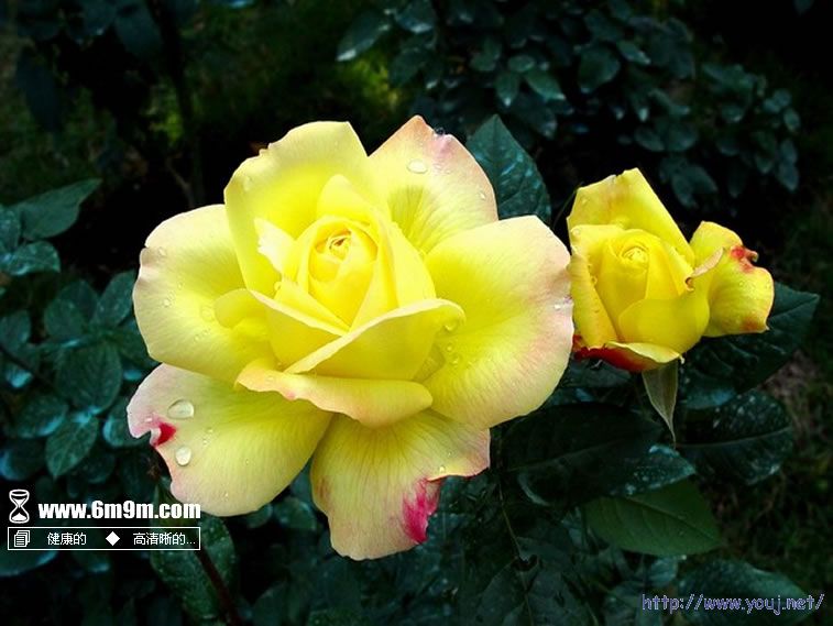 网上下载的月季花