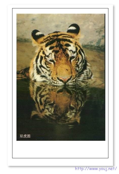 倒影双虎图.jpg