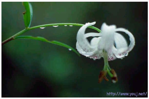图片很漂亮,水灵灵的