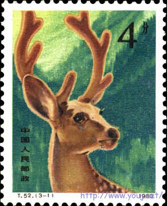 雄鹿