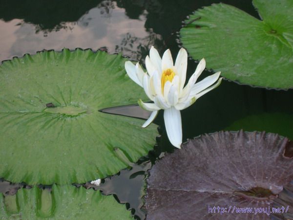 第二届侨批文化研讨会 202A.jpg