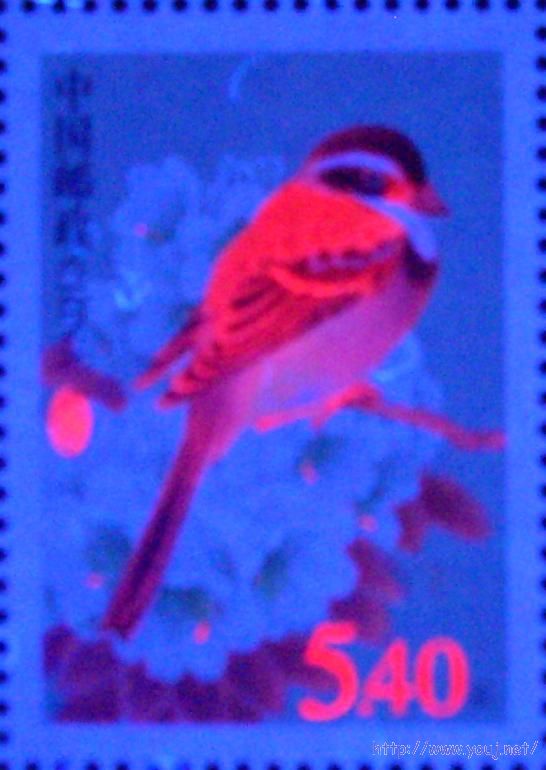 普31 5.4元AUV3.jpg