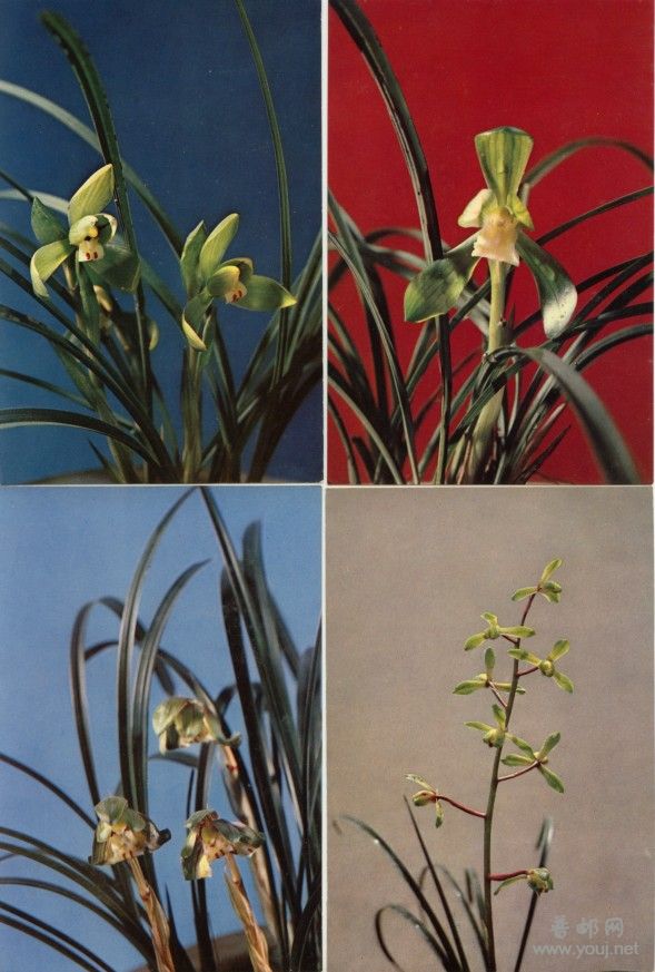 兰花2.jpg