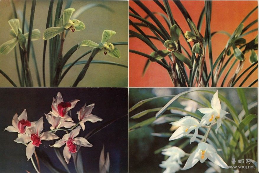 兰花1.jpg