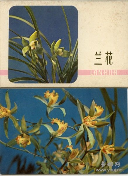 名贵的兰花品种: 虎皮兰