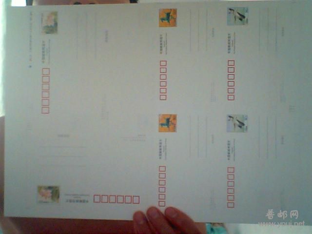 明信片连体样张