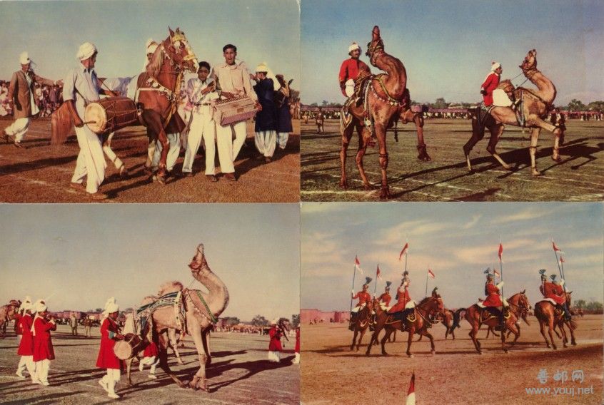 巴基斯坦牛马赛3