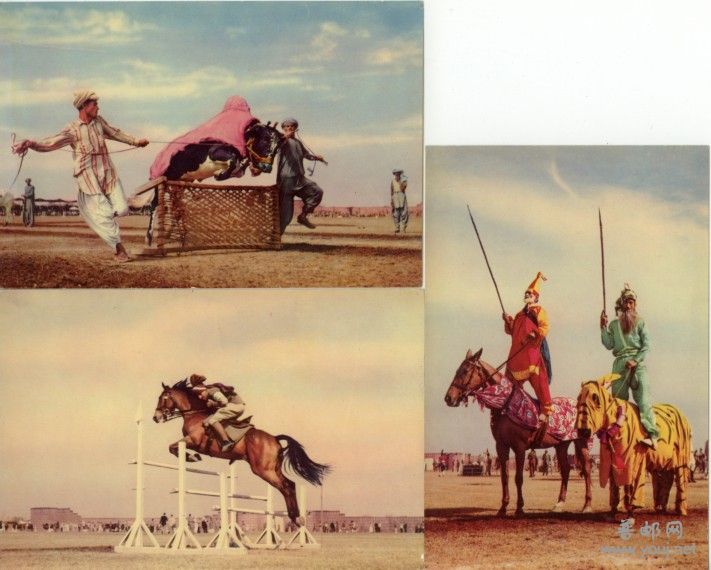 巴基斯坦牛马赛2