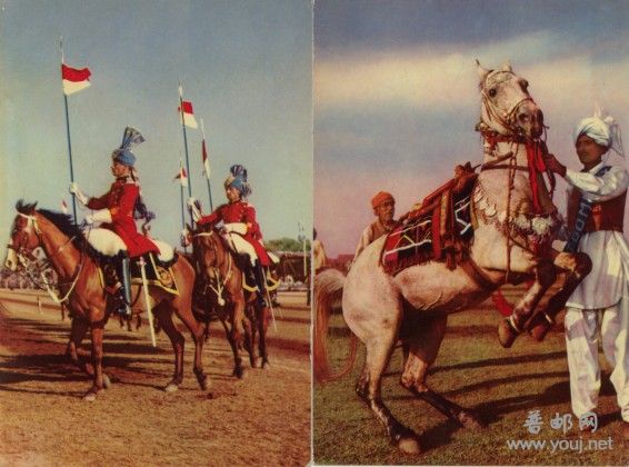 巴基斯坦牛马赛4