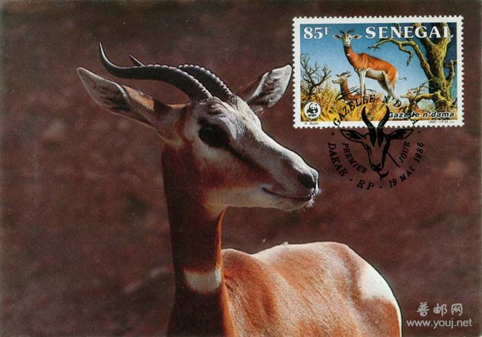 塞内加尔羚1.jpg