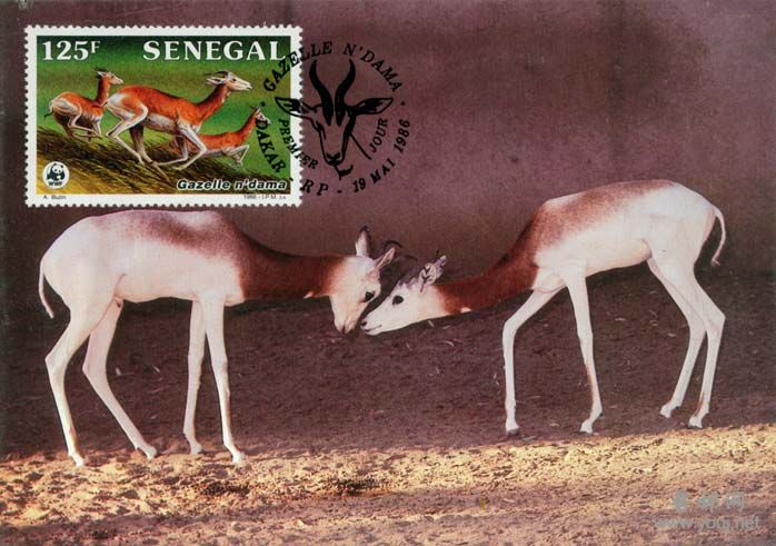 塞内加尔羚2.jpg