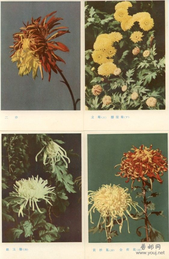国内与国际版不同的《菊花》2.jpg