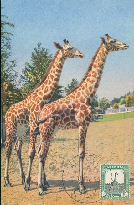 55年8月5日喀士穆