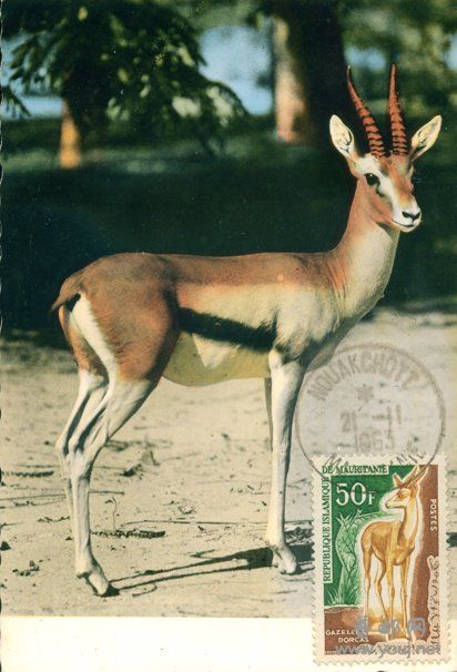 63年11月21日努瓦克肖特