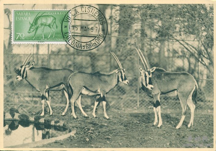 57年7月15日锡斯内罗斯