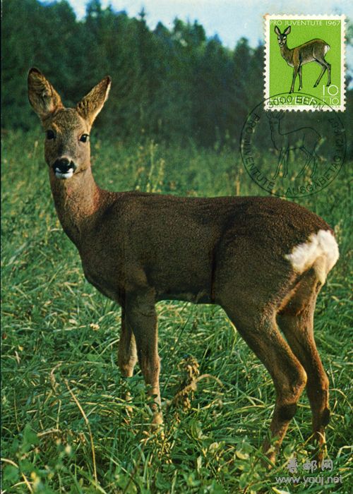 27白癜羚 瑞士.jpg