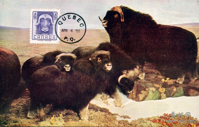 55年4月4日奎北克