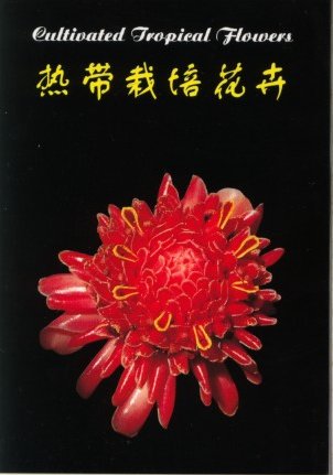 植物-热带花封.JPG